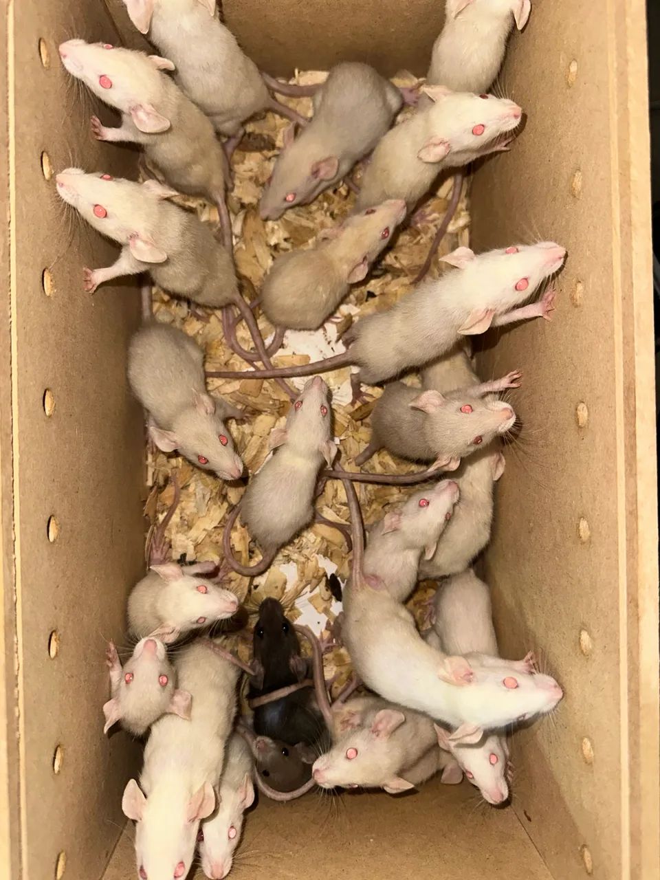 Ratos e camundongos  - Foto 3