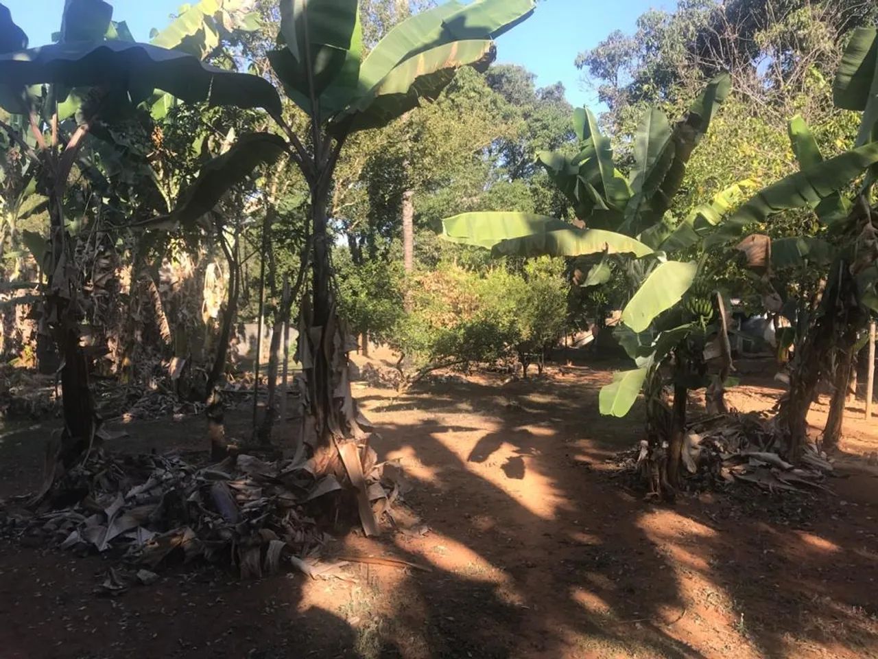 Lote no Bairro Braunas - Foto 2