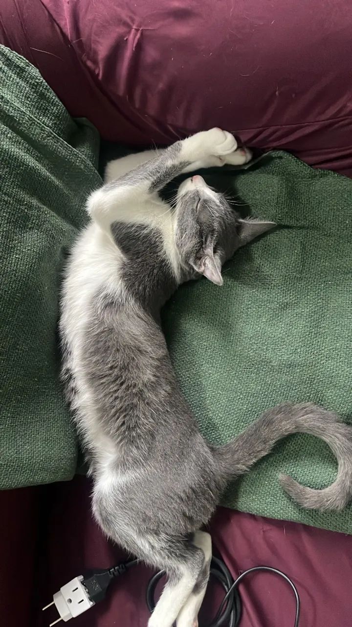 Doação gatinhas irmãs - Foto 3