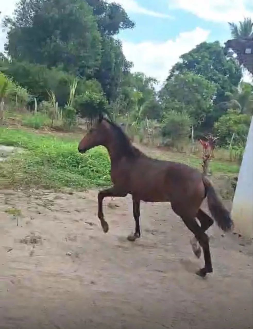 Vende - se Égua Manga Larga registrada com potro 4 meses no pé - Foto 3