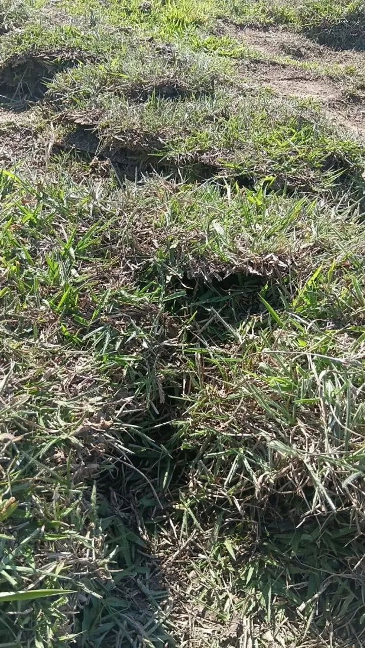 Vende se grama batatais  - Foto 2