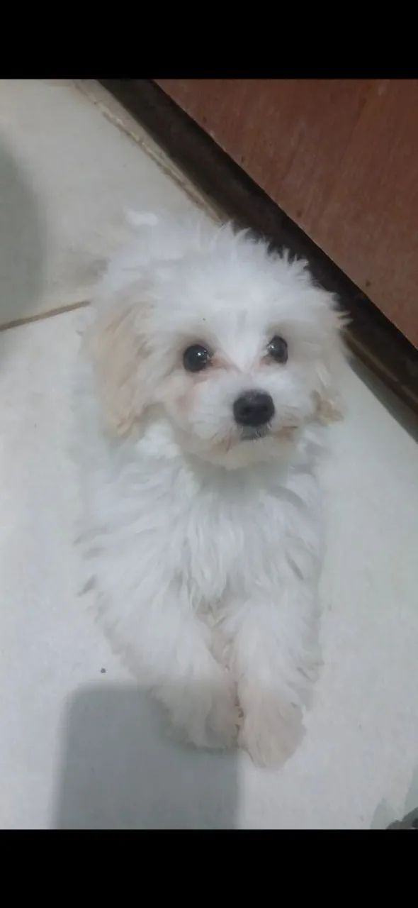 Vendo - Foto 3