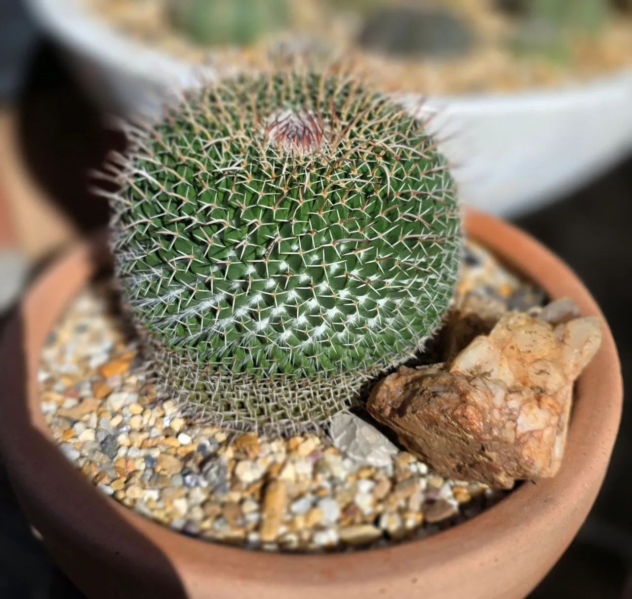Cactos  - Foto 5