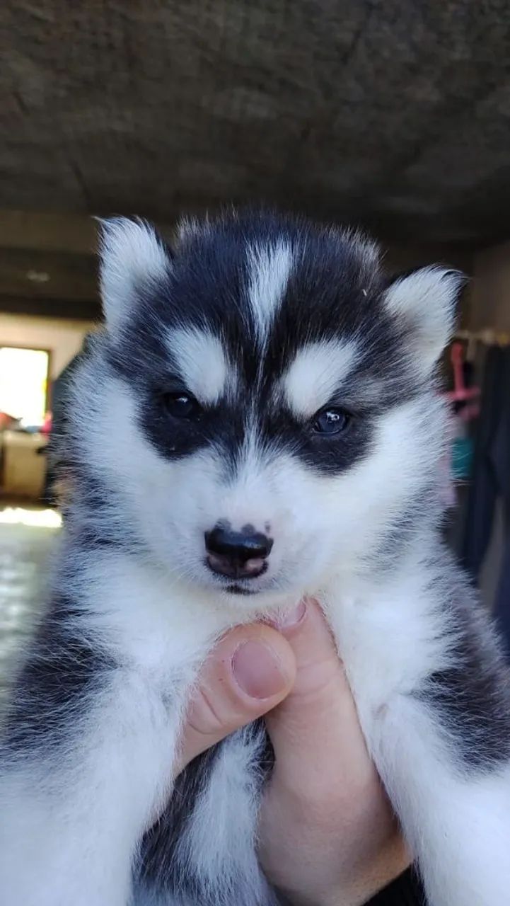 Husky Siberiano  - Foto 4