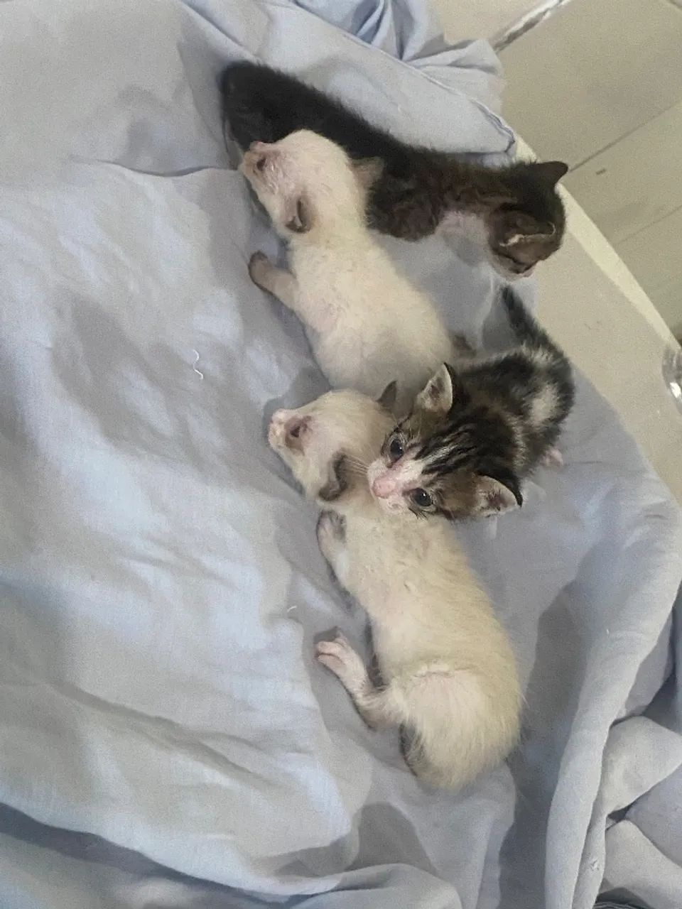 Adoção de gatinhos  - Foto 2