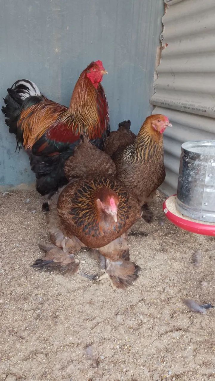 Brahma Perdiz - Foto 2
