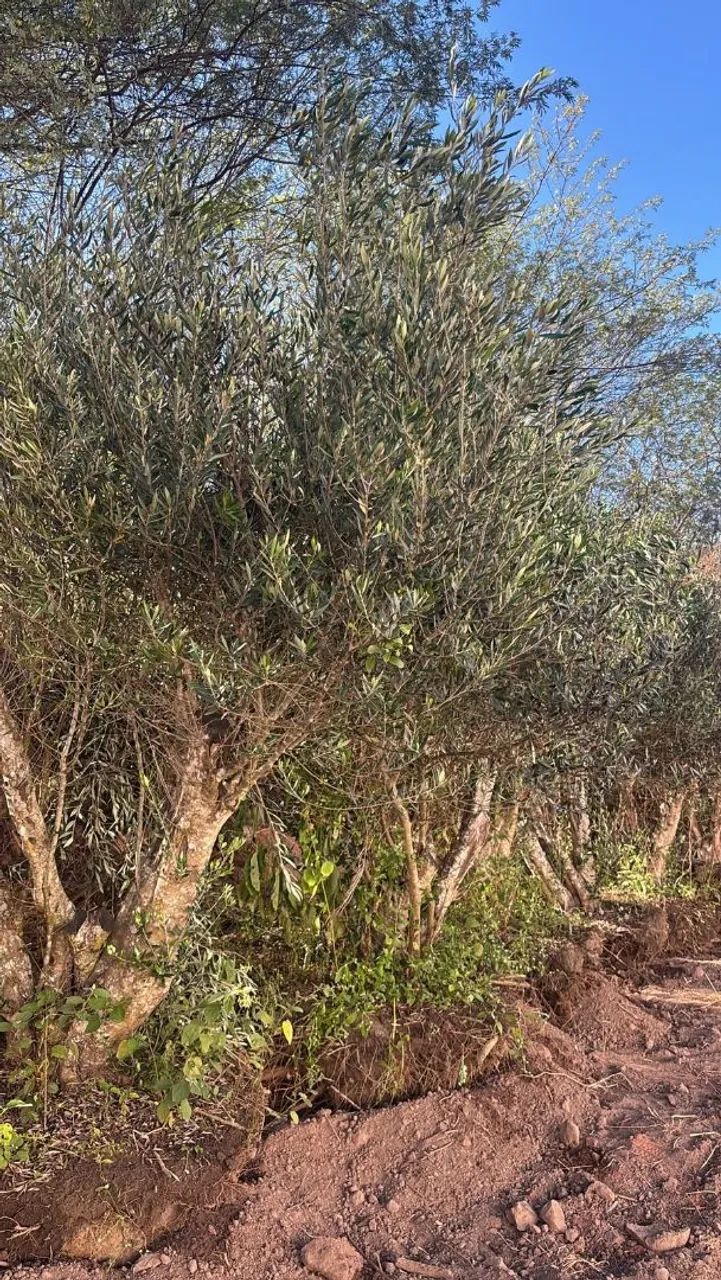 Oliveiras  - Foto 2
