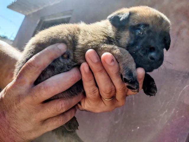 Filhotes de pastor Belga Malinois  - Foto 2