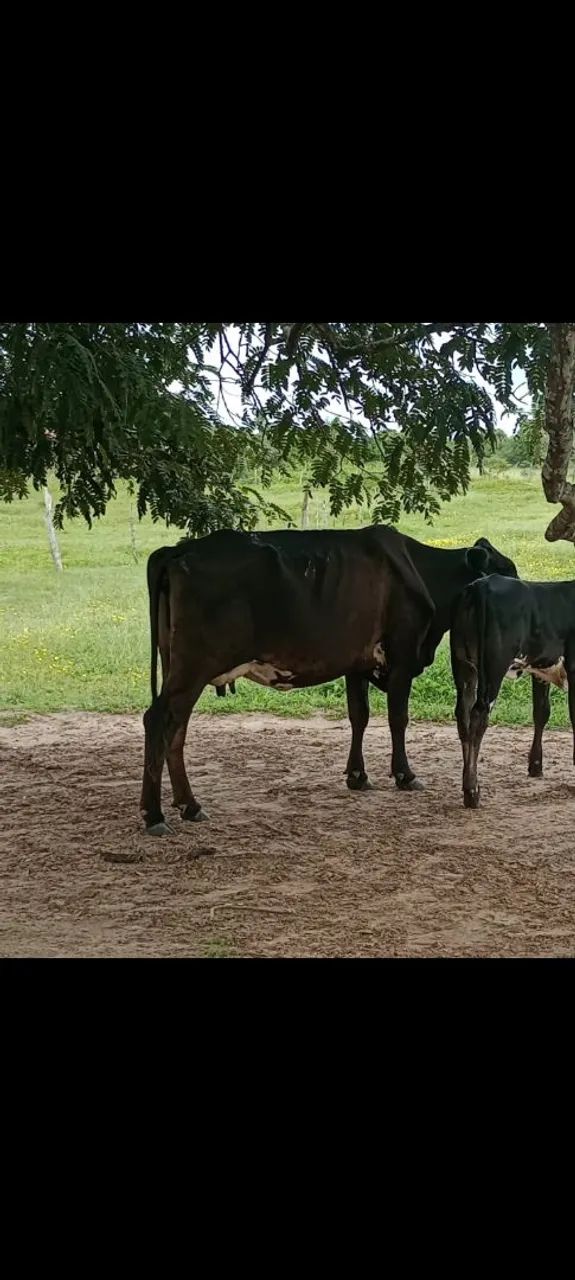 Vaca de leite 