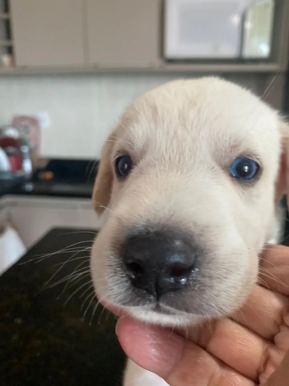 Filhotes de husky com labrador 