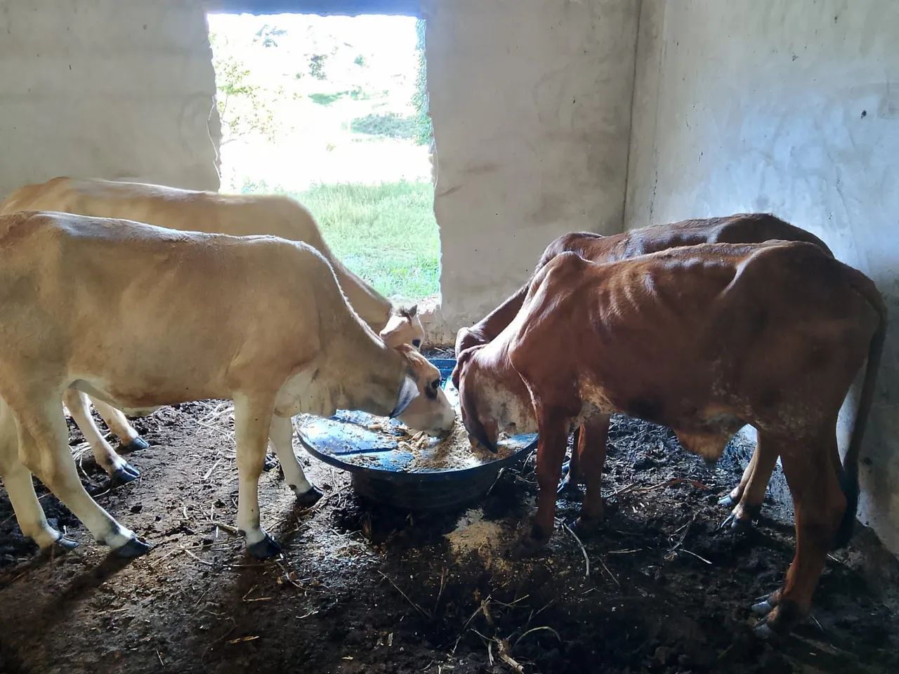 Vendo três nuvias e um garrote valor 8 mil  - Foto 5