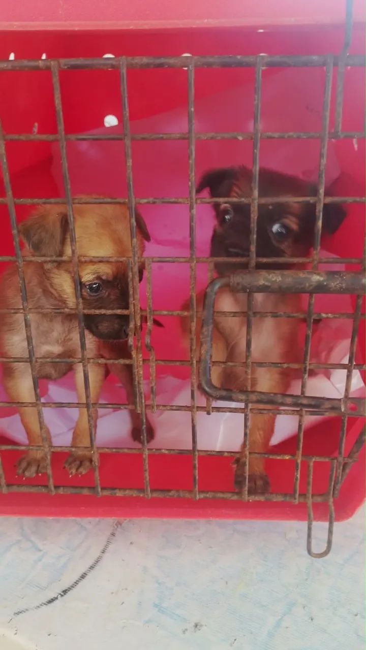 Adoção de cachorrinhos  - Foto 3