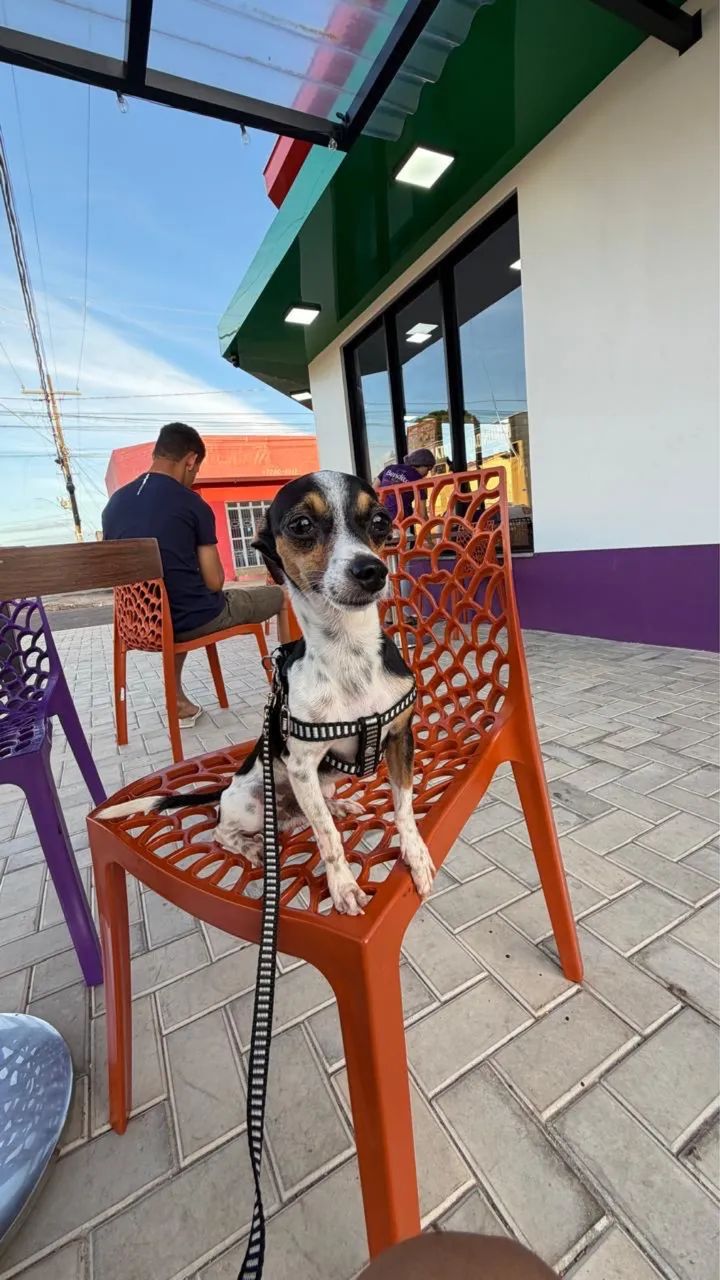 Procuro namorada para o Panqueca (Pinscher)  - Foto 2