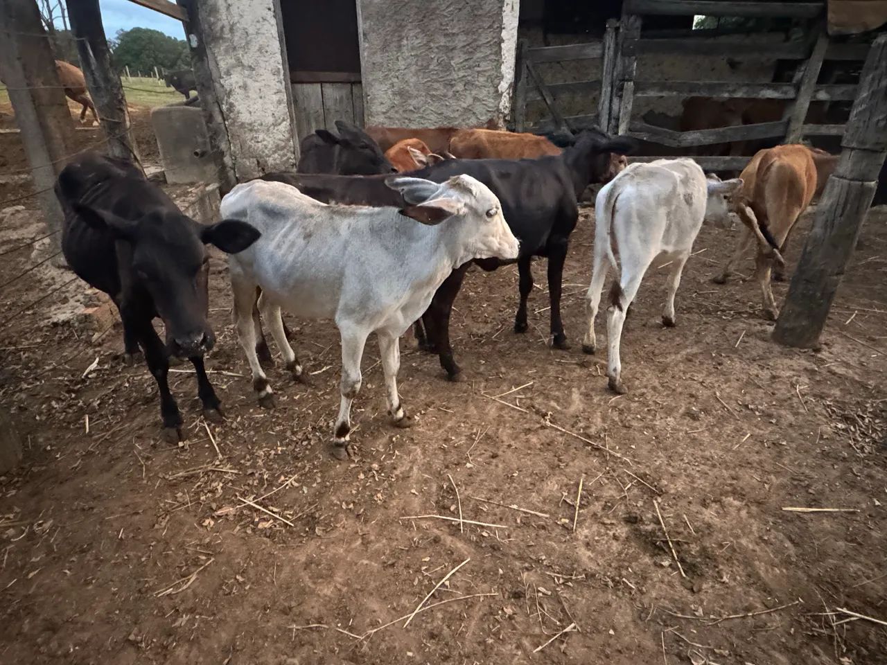 Bezerros e bezerras  - Foto 2