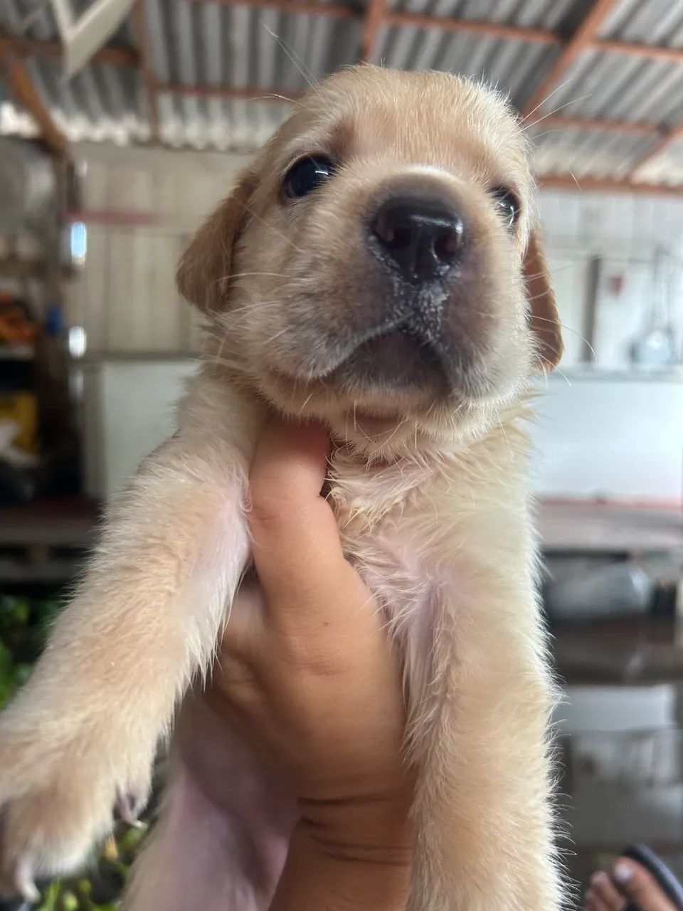 Filhote labrador 