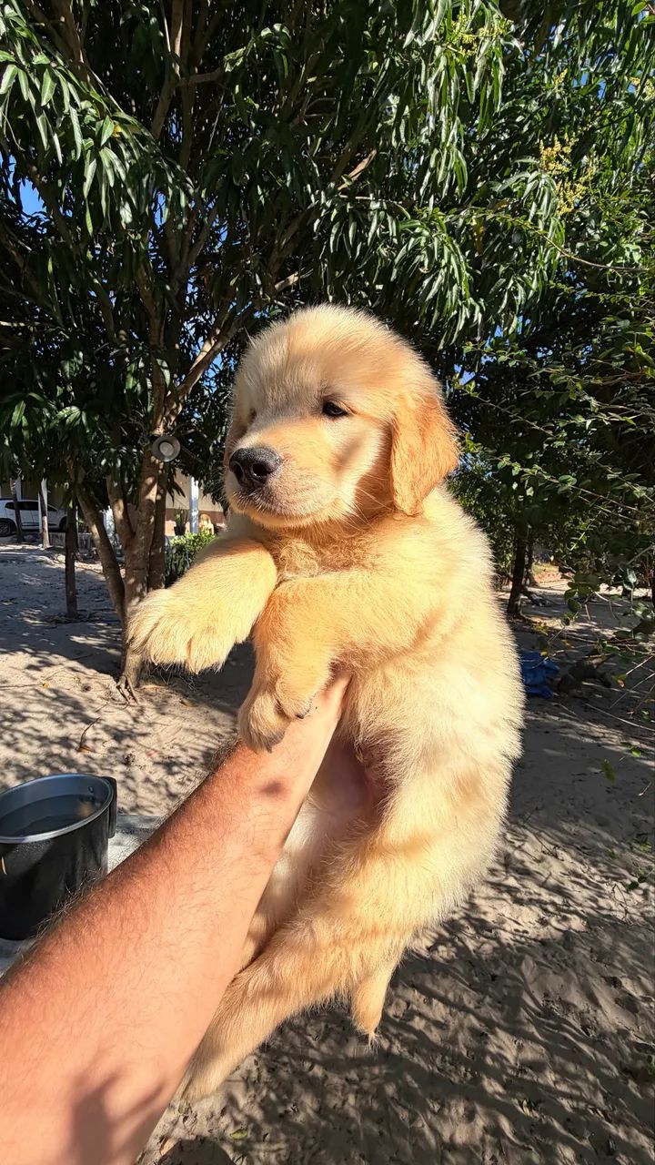 Filhotes de Golden  - Foto 5