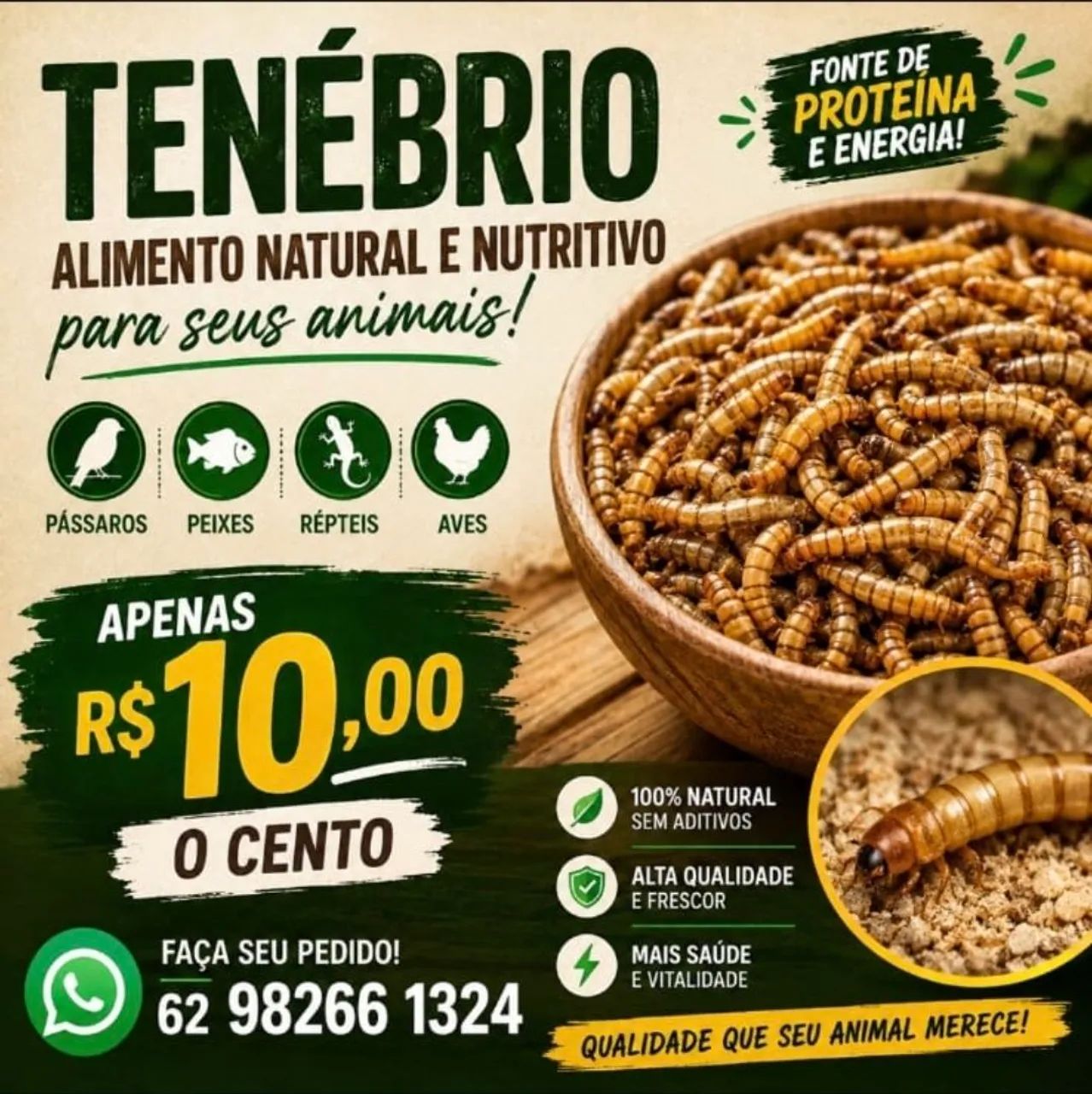 Tenebrios molitor 