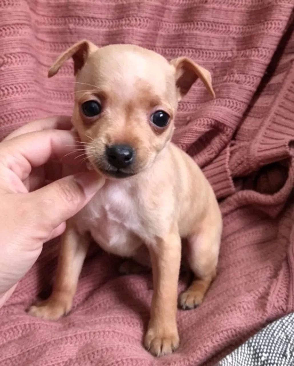 Pinscher macho