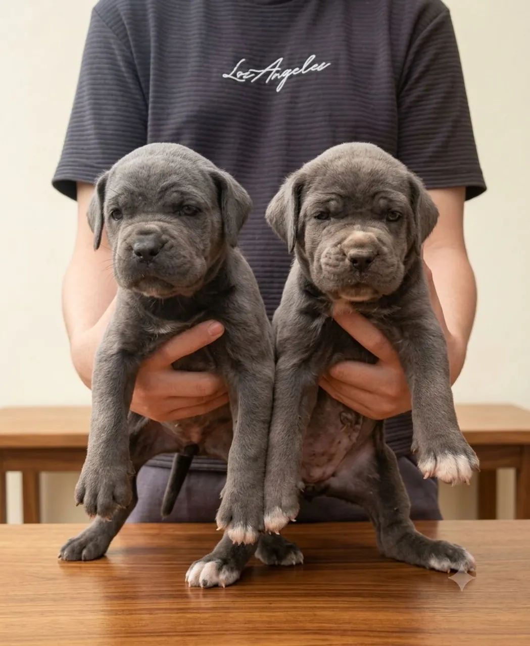 Filhotes de Cane Corso com Pedigree  - Foto 4