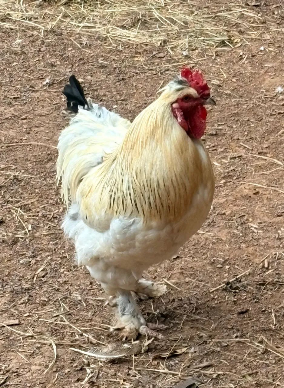 Pintinhos de Garnize, Brahma e Sedosa  - Foto 3