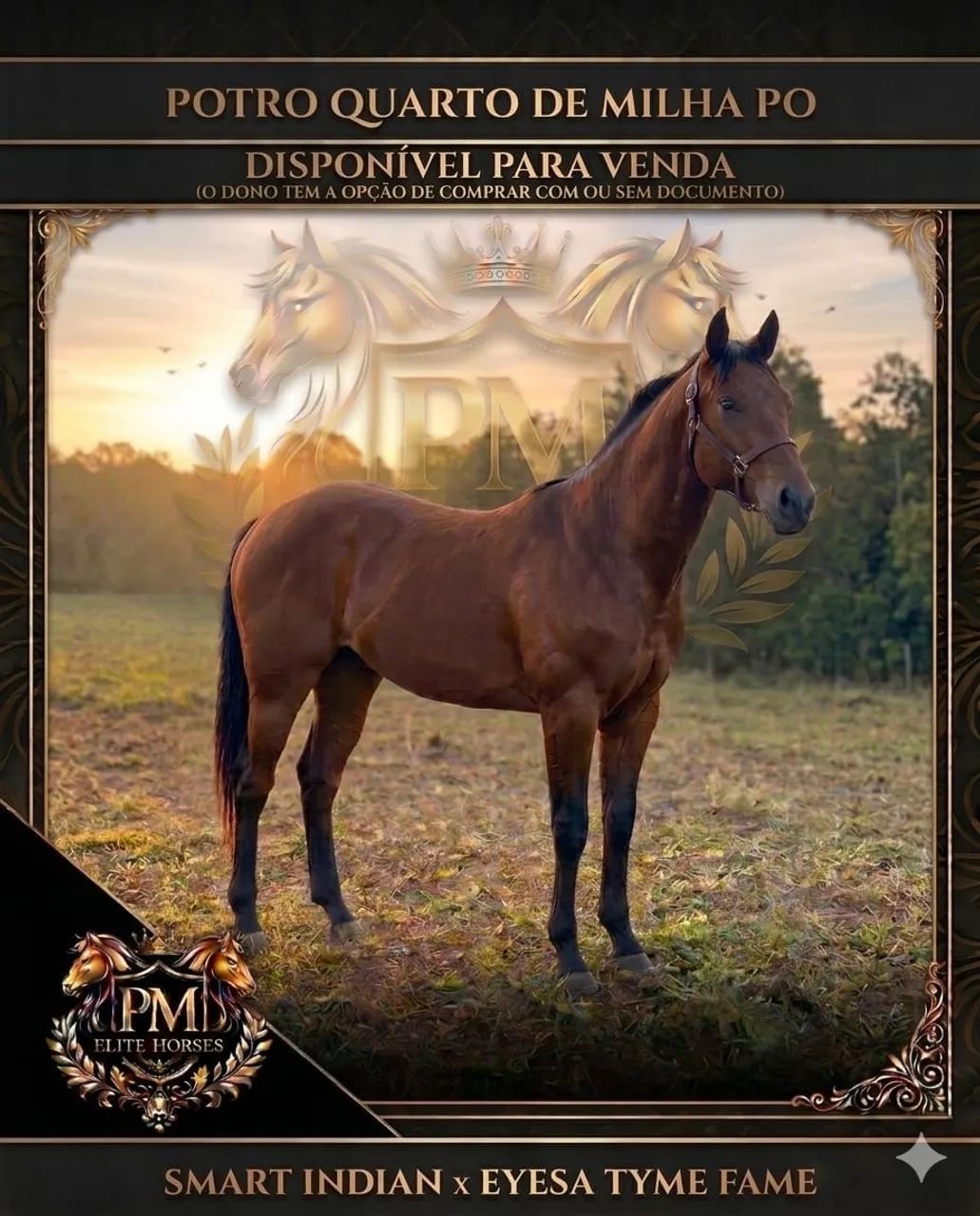 Potro Quarto de Milha PO