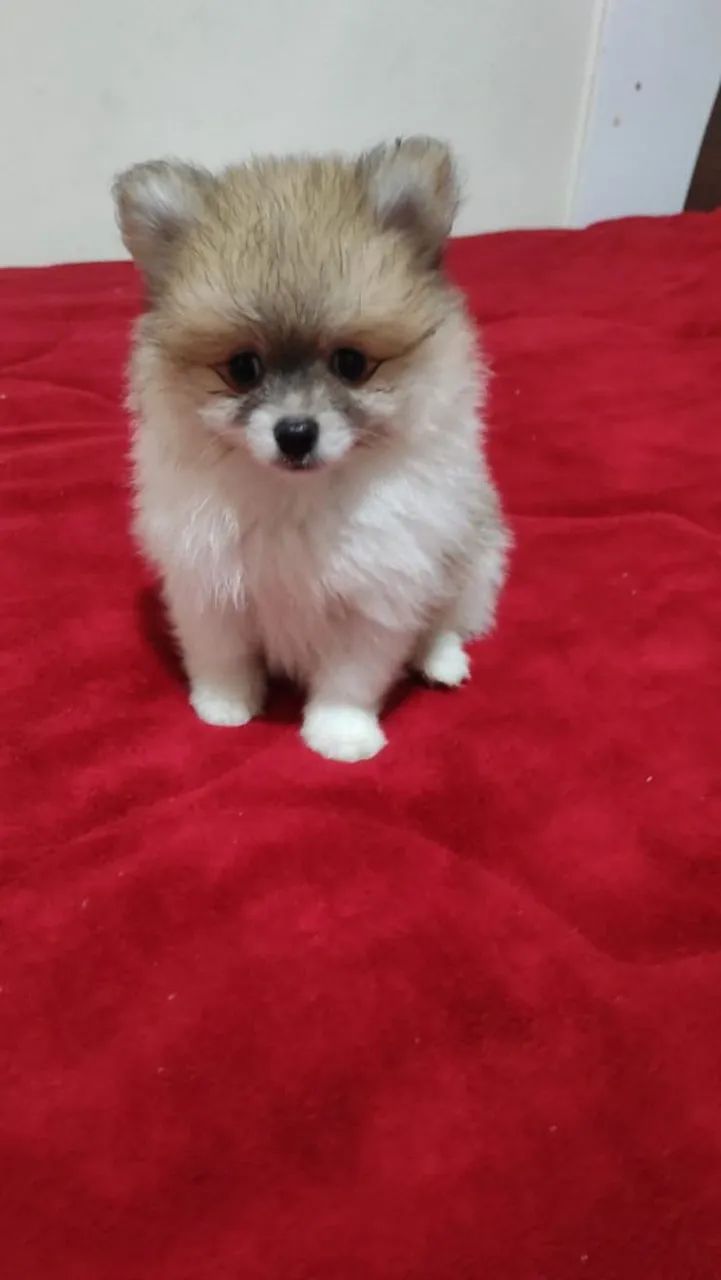 Spitz alemão - Foto 5