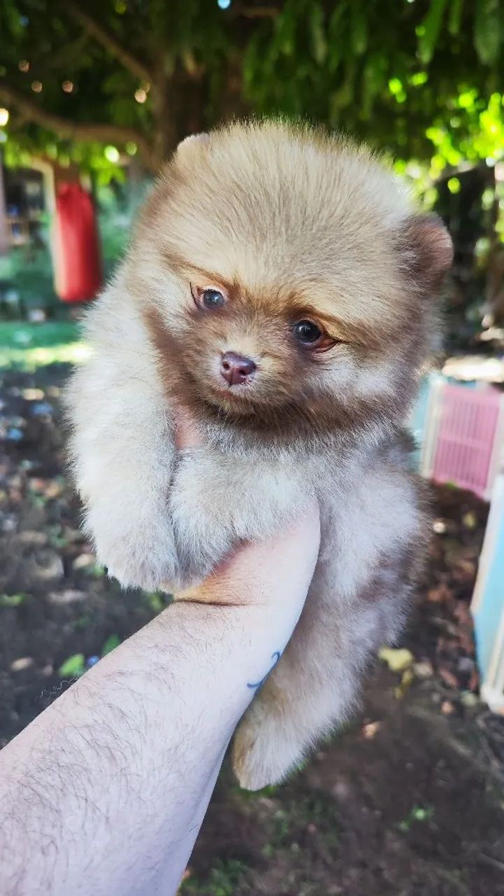 Spitz alemão anão 