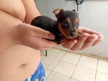 Pinscher fêmea zero - Foto 6