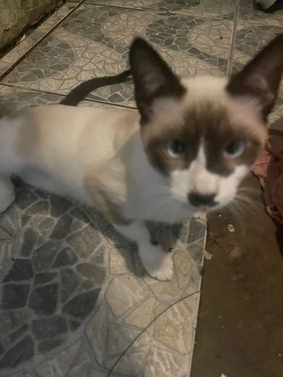 GATINHO LINDO DOACAO MACHO - Foto 4