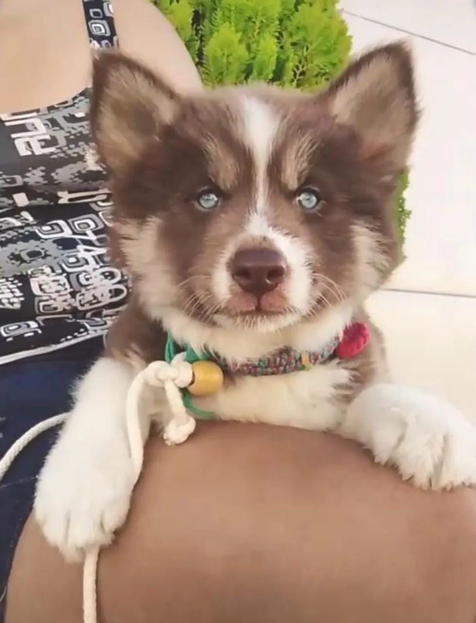 Filhote de husky Siberiano 