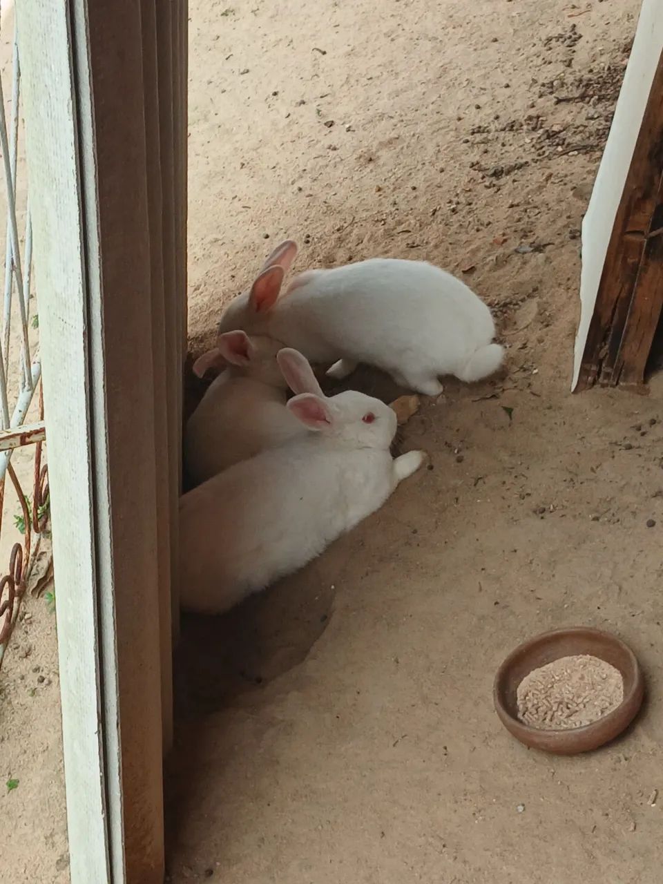 Coelhos ?  - Foto 3