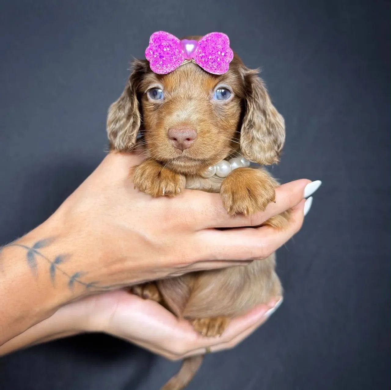 dachshund pelo longo 