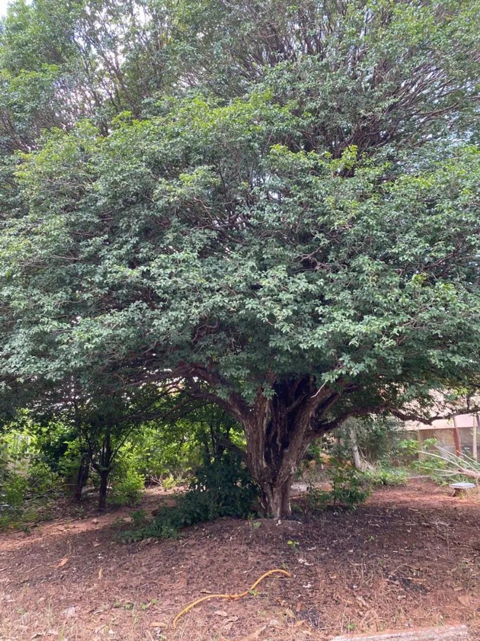Jaboticabeira Sabará