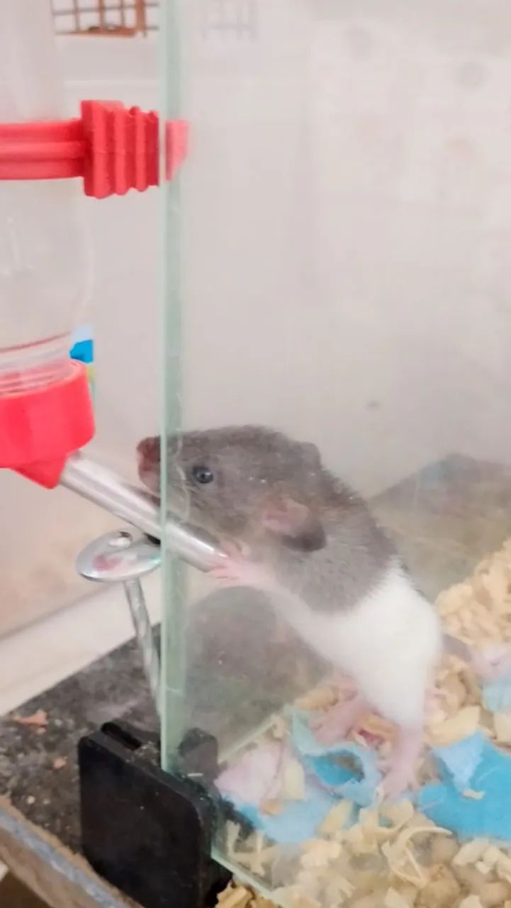 3 ratos Dumbo com terrário - Foto 2