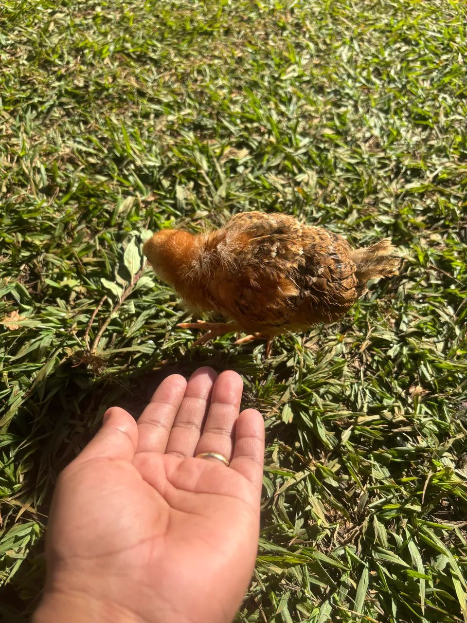 Perua - Foto 2
