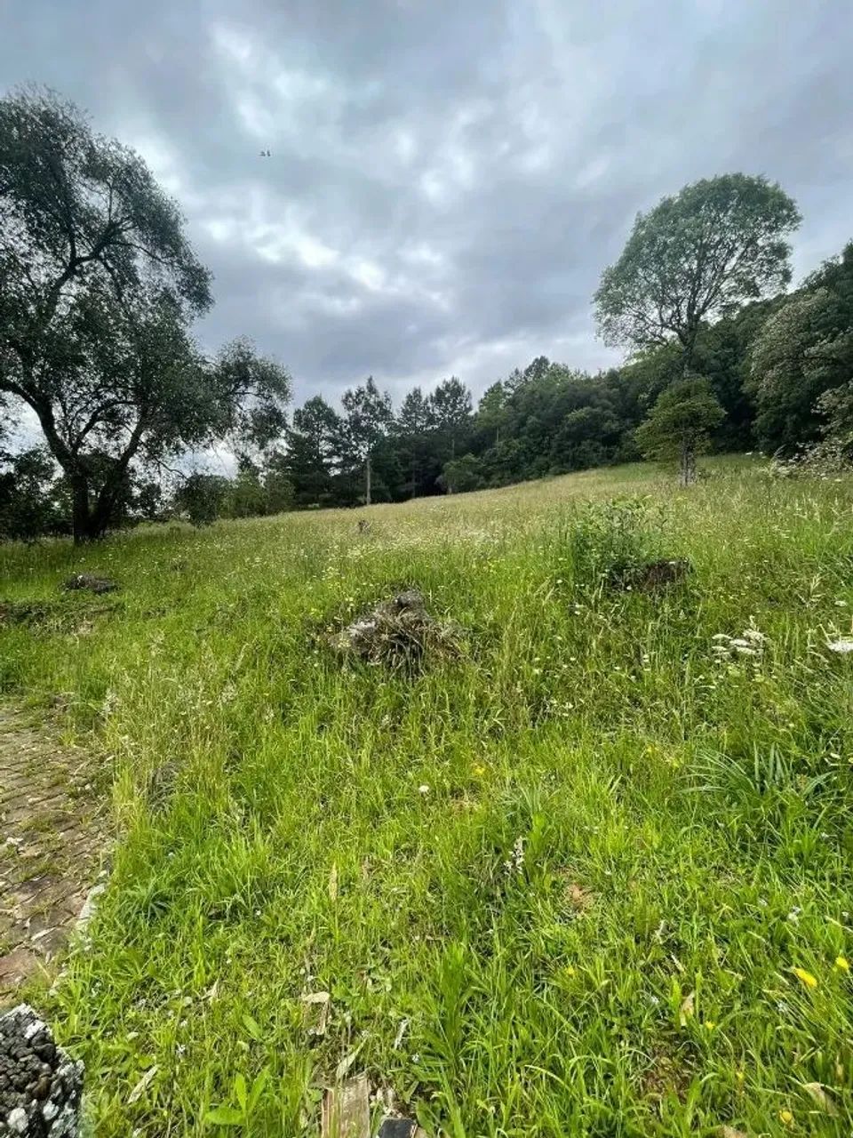 CAXIAS DO SUL - Terreno Padrão - LINHA 40 - Foto 15