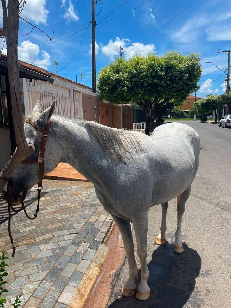 Vendo cavalo quarto de milha - Foto 3