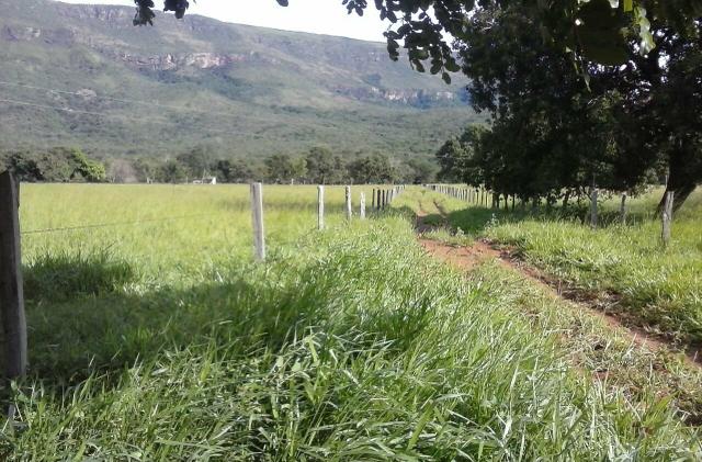 Lindíssima Fazenda, á 40 km de Formosa GO. - Foto 16