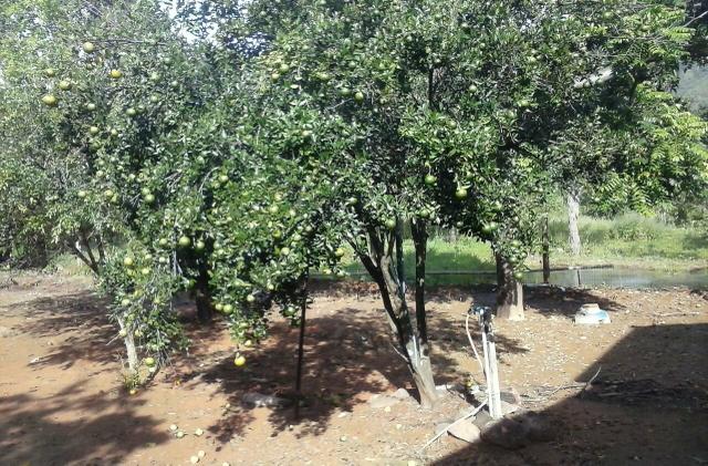 Lindíssima Fazenda, á 40 km de Formosa GO. - Foto 11