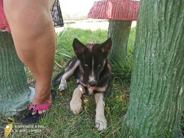 Husky siberiano