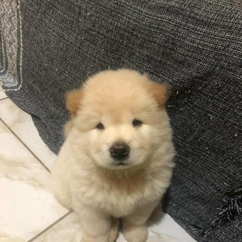 Chow chow - Foto 2