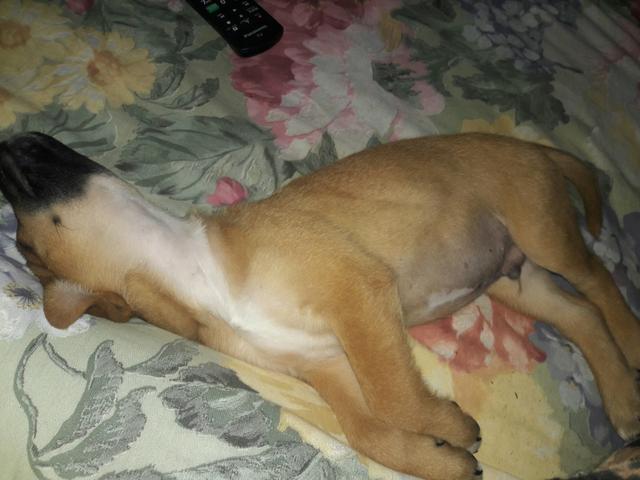 Cachorro machos - Foto 2