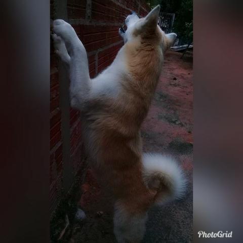 Akita - Foto 3