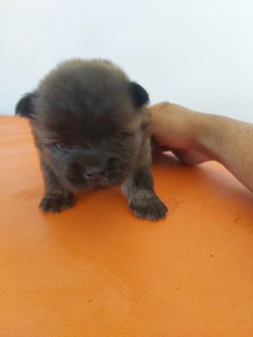 Chowchow