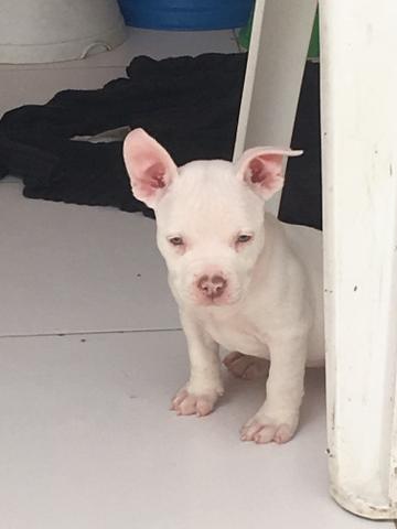 American Bully - Foto 2