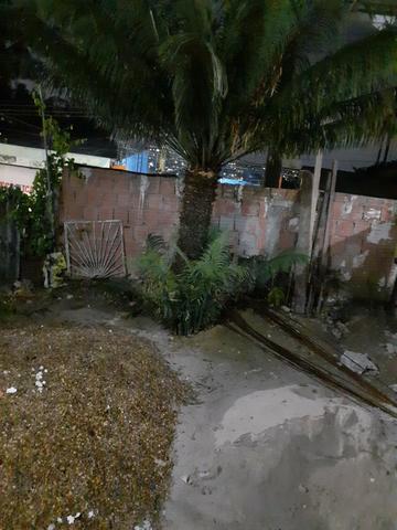 Palmeira ornamental - Foto 2