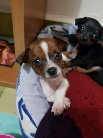Chihuahua x pinscher só 150 - Foto 3