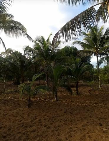 Linda Fazenda em Alagoinhas - Foto 13