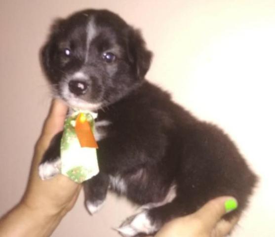 Poodle com Maltês entregamos valor 180 cada