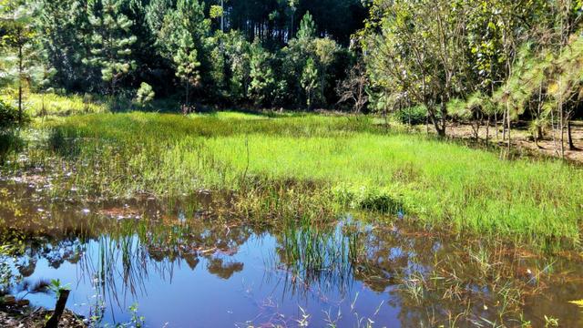 Sítio com área de 259.923,44m², com reflorestamento